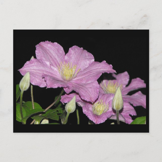 ~ Summer 13 ~ Postcard (Front)