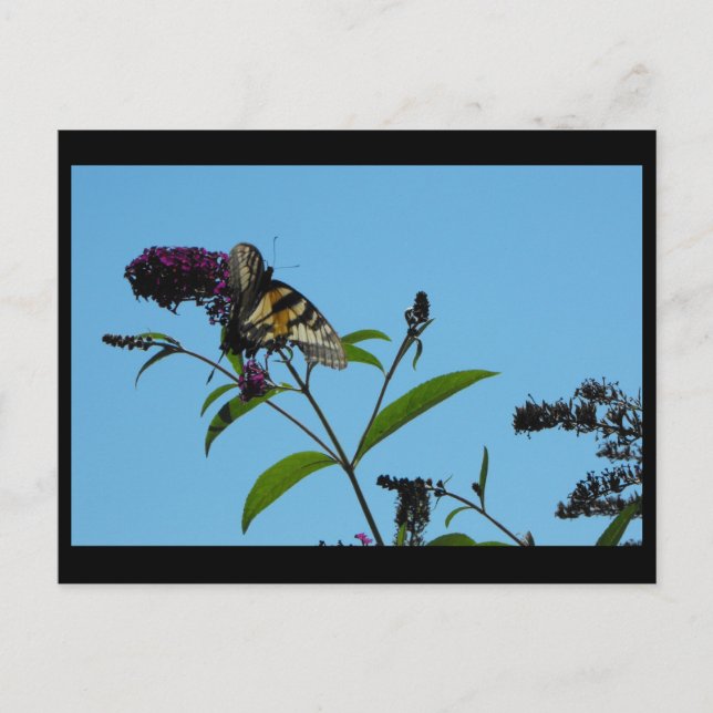 ~ Summer 19 ~ Postcard (Front)