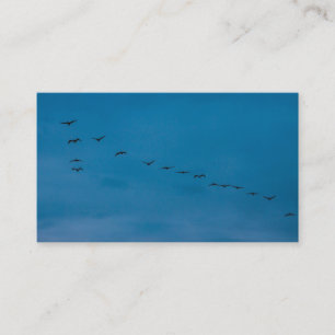 Summer 2019 Seagulls  looking for food Business Card