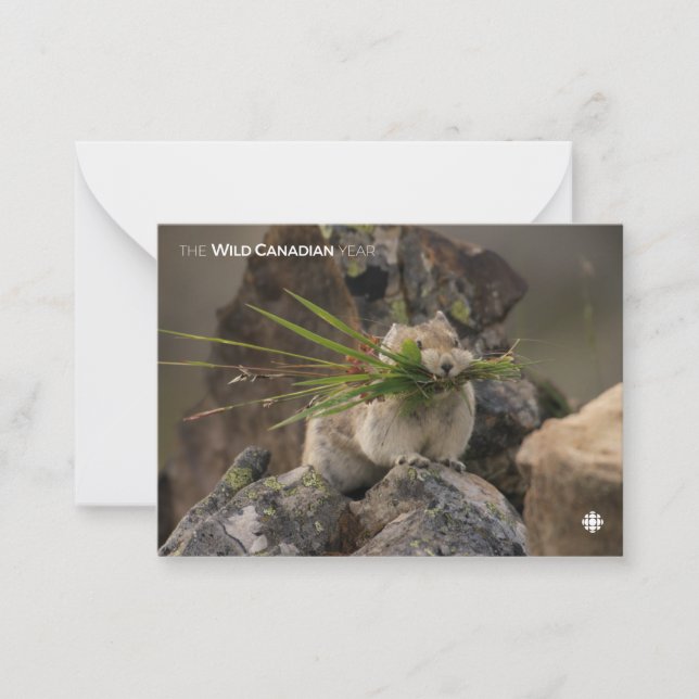 Summer - American Pica Card (Front)