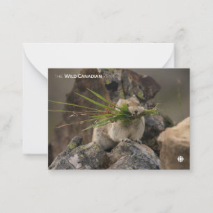 Summer - American Pica Card