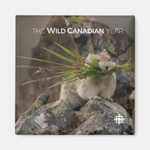 Summer - American Pica Magnet