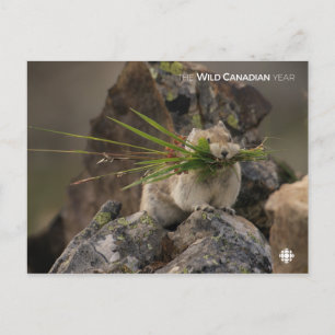 Summer - American Pica Postcard