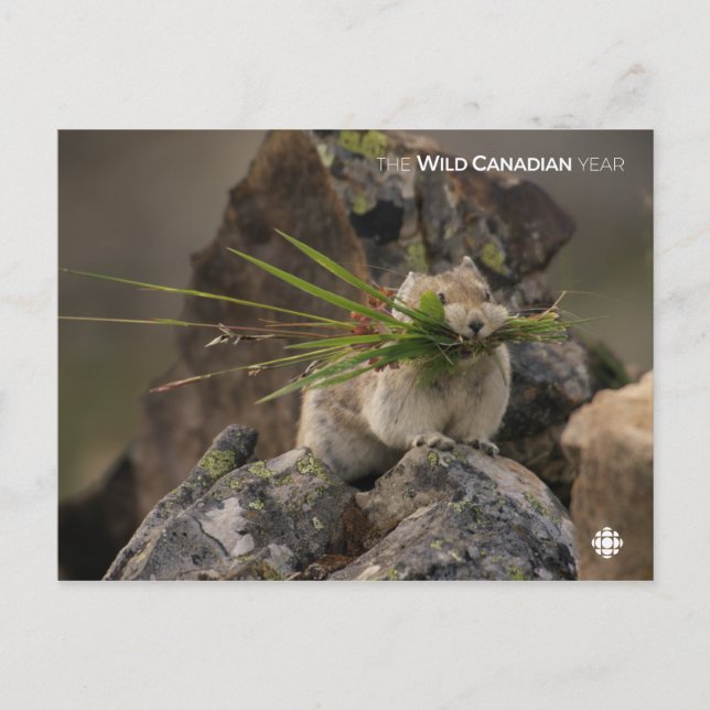 Summer - American Pica Postcard (Front)