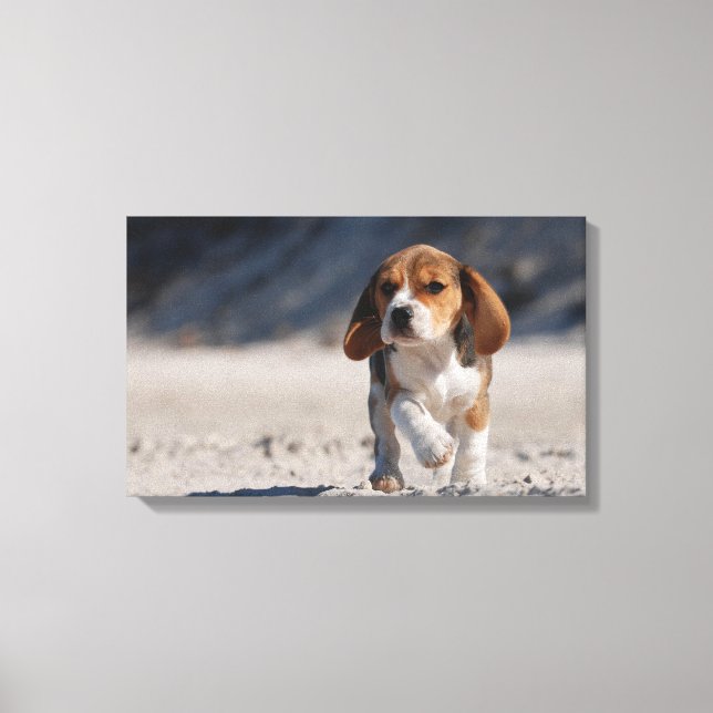 Summer beagle canvas print (Front)