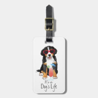 Summer Bernese Mountain Dog