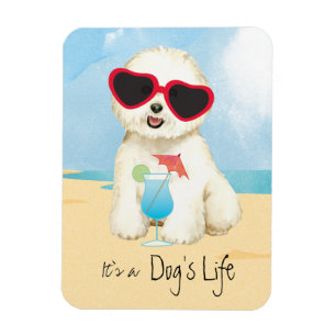 Summer Bichon Frise Magnet