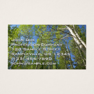 Summer Birch Trees at Rocky Mountain