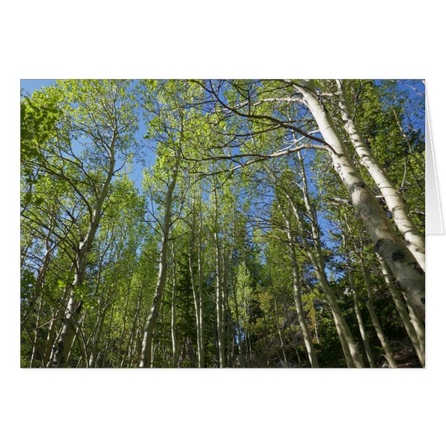 Summer Birch Trees at Rocky Mountain (Front Horizontal)