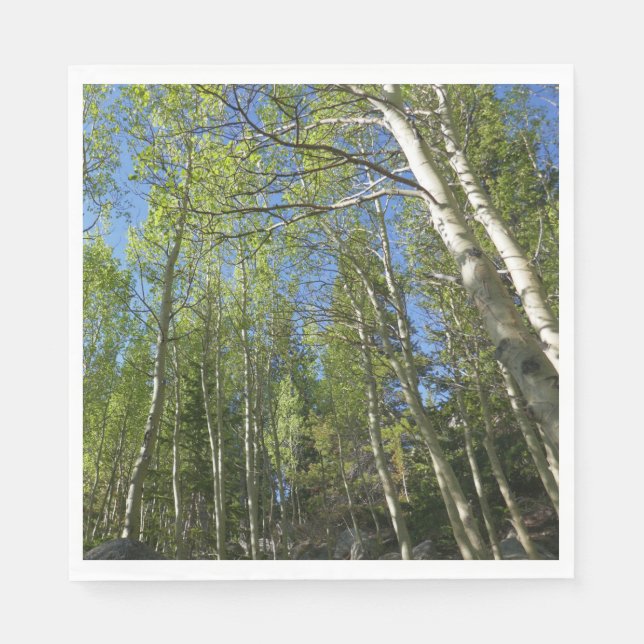 Summer Birch Trees at Rocky Mountain Napkin (Front)
