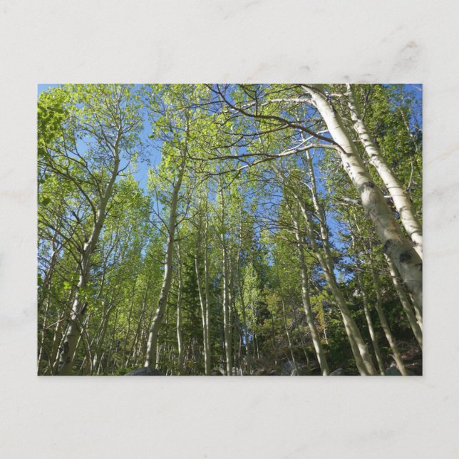 Summer Birch Trees at Rocky Mountain Postcard (Front)