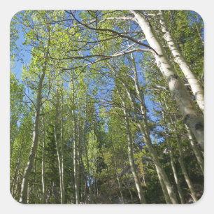 Summer Birch Trees at Rocky Mountain Square Sticker