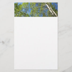 Summer Birch Trees at Rocky Mountain Stationery