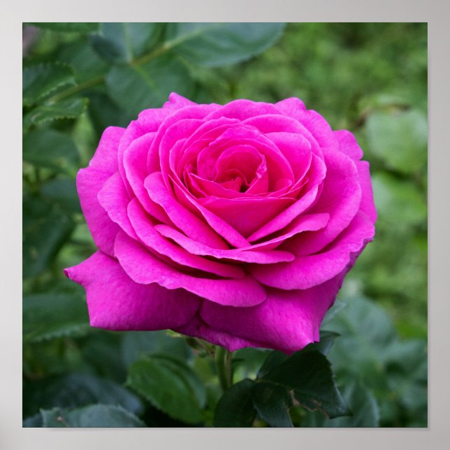 Summer Bloom Poster (Front)