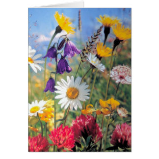 Summer Blooms