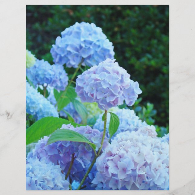 Summer Blue Hydrangea Flower ScrapBook paper (Front)