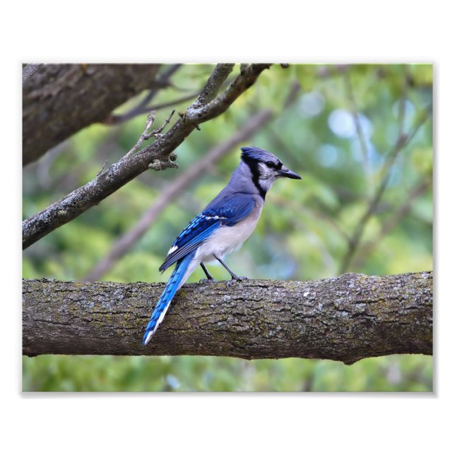 Summer Blue Jay Photo Print (Front)