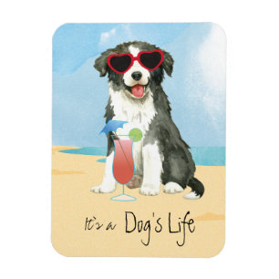 Summer Border Collie Magnet
