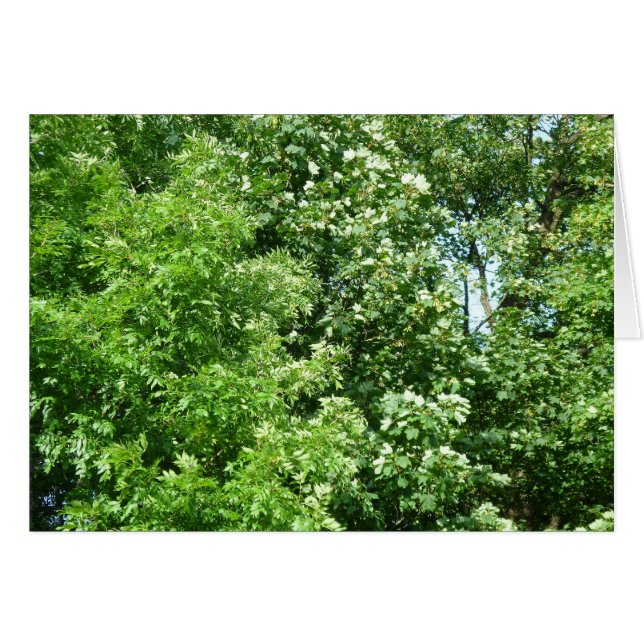 Summer Breeze (Front Horizontal)