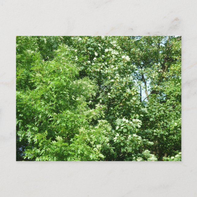 Summer Breeze Postcard (Front)