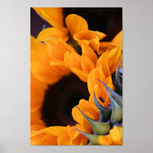 Summer Bright Sunflower Poster