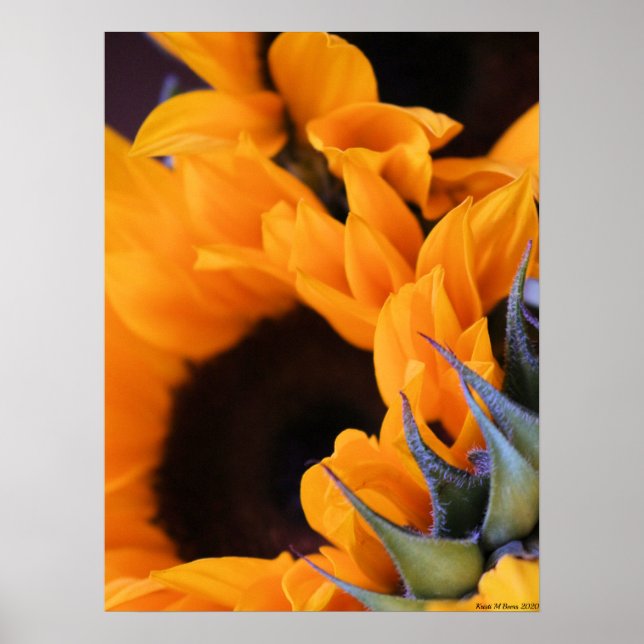 Summer Bright Sunflower Poster (Front)