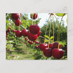 Summer Cherries Postcard