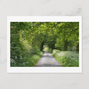 Summer Country Road Postcard