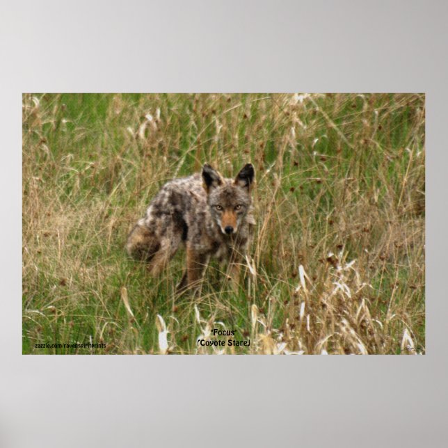 Summer Coyote in Long Grass Wildlife Photo Poster (Front)