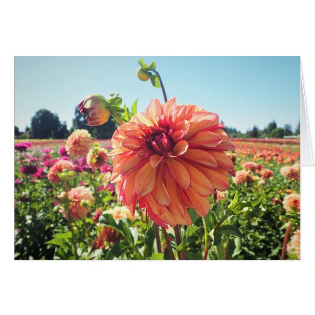 Summer Dahlia (Front Horizontal)