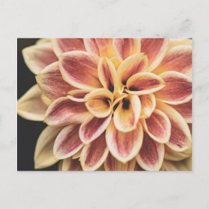 Summer Dahlia Flower (Floral Art) Postcard