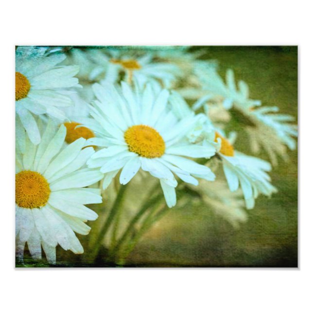 Summer Daisy Photo Enlargement (Front)