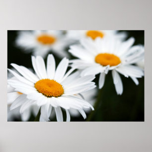 Summer Daisy Poster