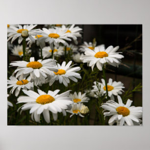 Summer Daisy Poster