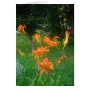 Summer daylilies