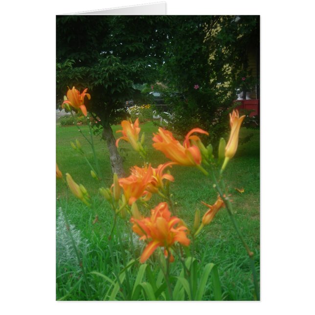 Summer daylilies (Front)