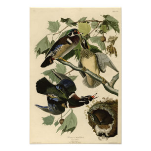 Summer Duck, Wood Duck, Audubon's Birds of America Photo Print