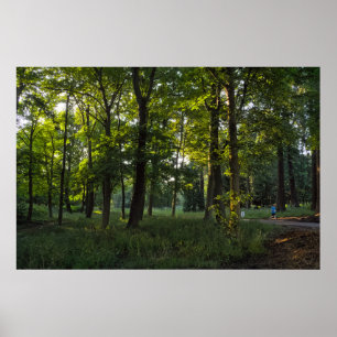 Summer Evening, Bute Park, Cardiff Poster