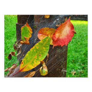 Summer Falls in the Web of Autumn Photo Print