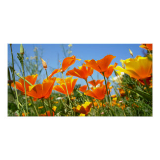 Summer feeling of wild orange flowers. poster