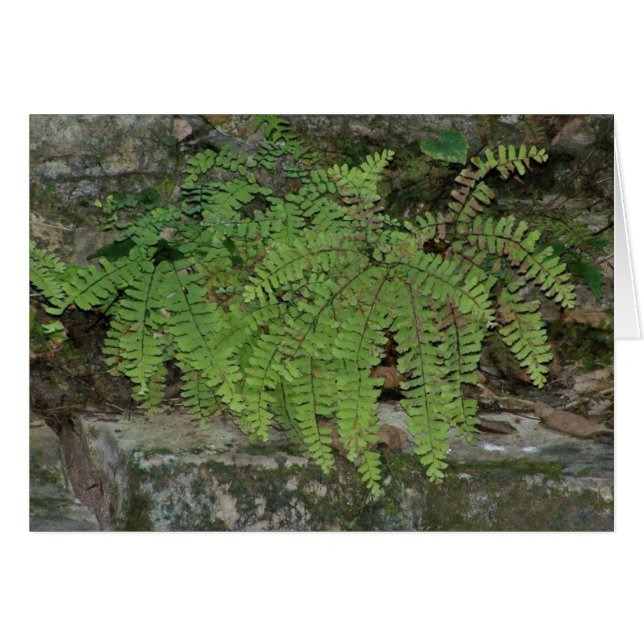 Summer Fern (Front Horizontal)