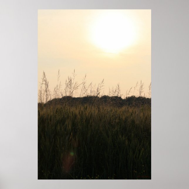 Summer Field Poster (Front)