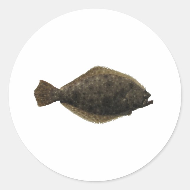 Summer Flounder Classic Round Sticker (Front)