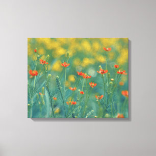 Summer Flowers (Floral Field) (Red Flowers) Canvas Print