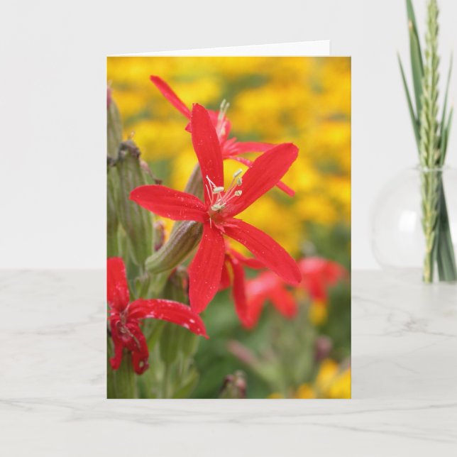 summer flowers - royal catchfly card (Front)