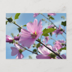 Summer Flowers (Tree Mallow) Postcard