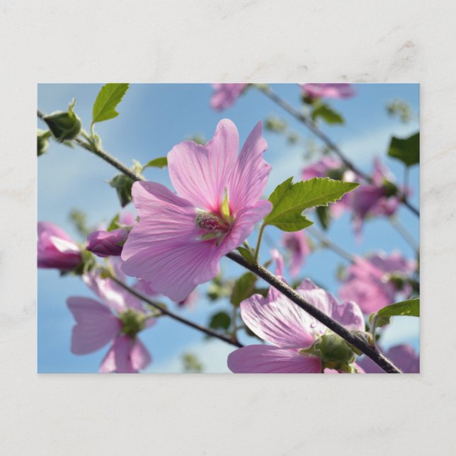 Summer Flowers (Tree Mallow) Postcard (Front)