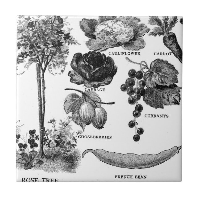Summer Garden Botanicals in Black & White Tile (Front)