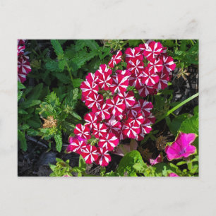 Summer Garden Postcard