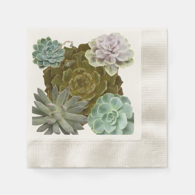 Summer Garden Wedding, Hens and Chicks, Succulents Napkin (Front)